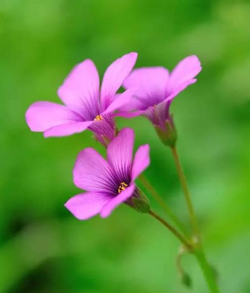 100種開花植物，隨著花季，開滿春夏秋冬