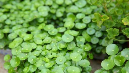 花草養不活？就養8種「無賴花」，開花「巨好看」，沾土就能活