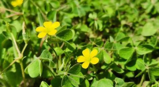 花草養不活？就養8種「無賴花」，開花「巨好看」，沾土就能活