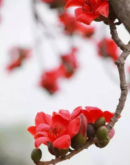 100種開花植物，隨著花季，開滿春夏秋冬