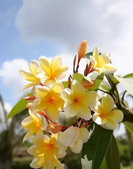 100種開花植物，隨著花季，開滿春夏秋冬