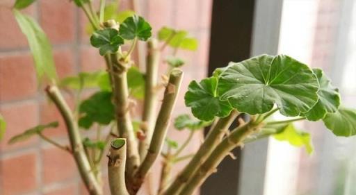 天竺葵的種植「3技巧」，生長快、開花多、花色美，陽臺變小花園