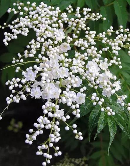 100種開花植物，隨著花季，開滿春夏秋冬