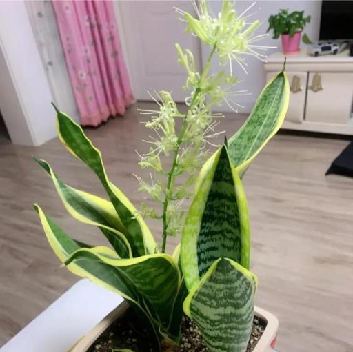 人養花，花也養人，5種綠植顏值高又好養，越養家裡越乾淨