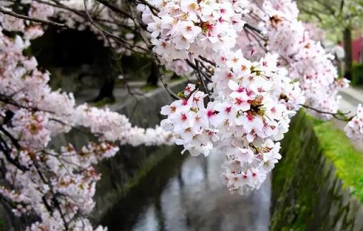 100種開花植物，隨著花季，開滿春夏秋冬