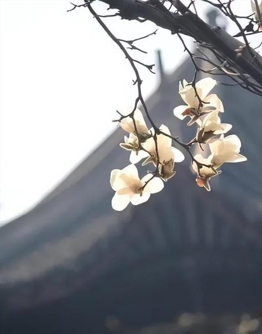 100種開花植物，隨著花季，開滿春夏秋冬