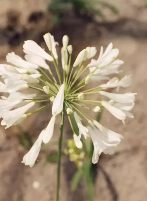 100種開花植物，隨著花季，開滿春夏秋冬