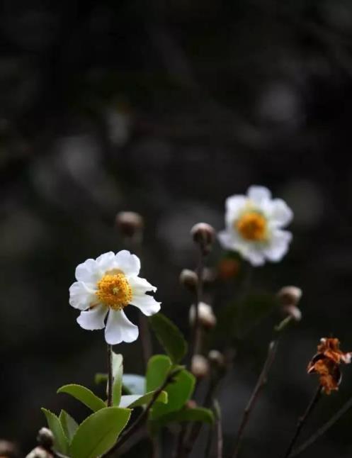 100種開花植物，隨著花季，開滿春夏秋冬