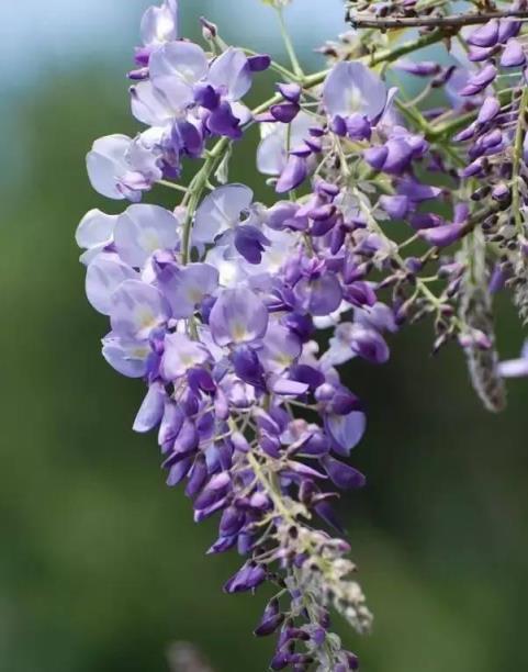 100種開花植物，隨著花季，開滿春夏秋冬