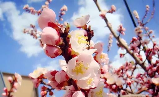 100種開花植物，隨著花季，開滿春夏秋冬