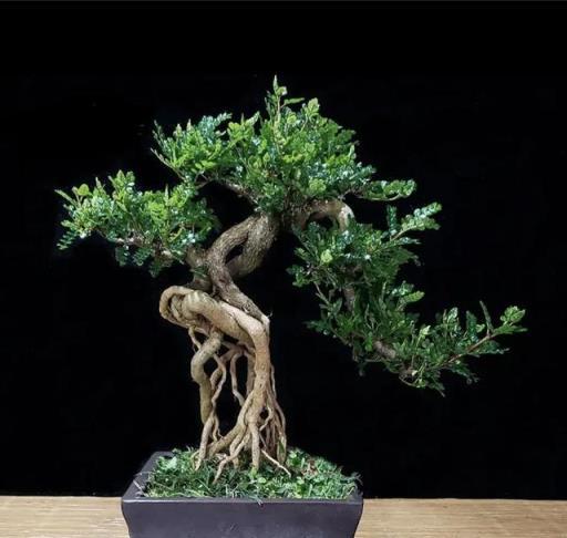 人養花，花也養人，5種綠植顏值高又好養，越養家裡越乾淨