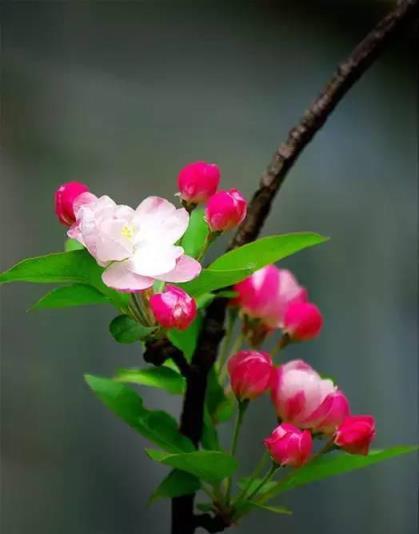 100種開花植物，隨著花季，開滿春夏秋冬