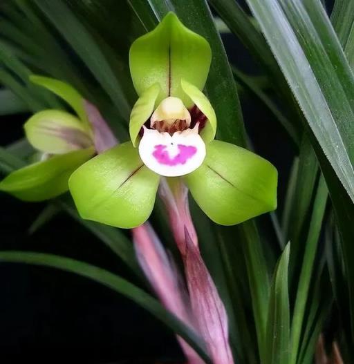 100種開花植物，隨著花季，開滿春夏秋冬