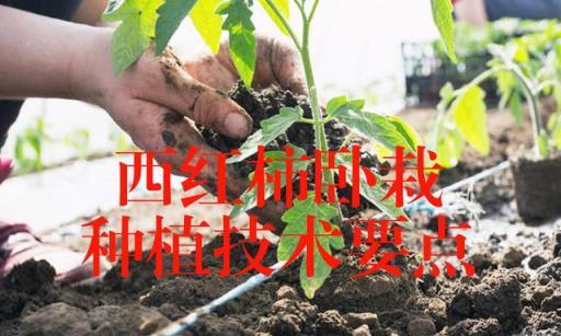 西紅柿臥栽技術，提高產量的有效方法