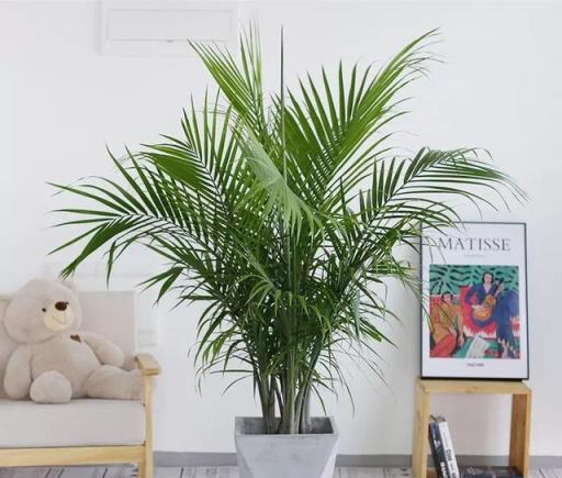夏日清涼伴侶，4款大中型觀葉綠植推薦