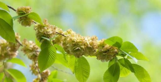 榆錢樹這麼繁殖,成活率很高喲-imomo植物識別