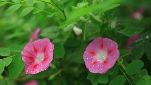 牽牛花只長葉不開花，簡直就像一團草