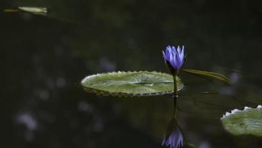 生如夏花，綻放美麗，夏天裡的水中女神——睡蓮