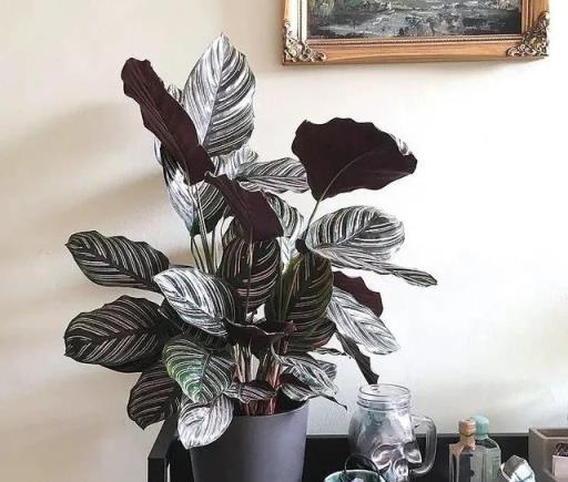 夏日清涼伴侶，4款大中型觀葉綠植推薦