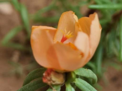 我的花草日記——記錄今天院子裡的太陽花，耐晒、耐熱、零維護