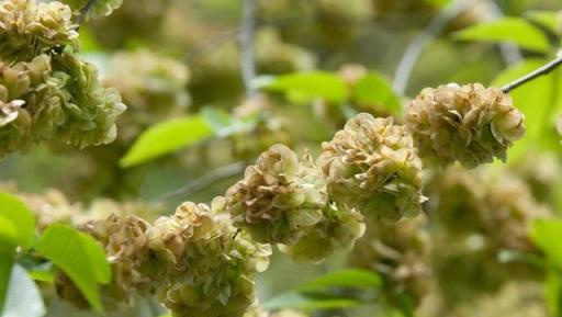 榆錢樹這麼繁殖,成活率很高喲-imomo植物識別