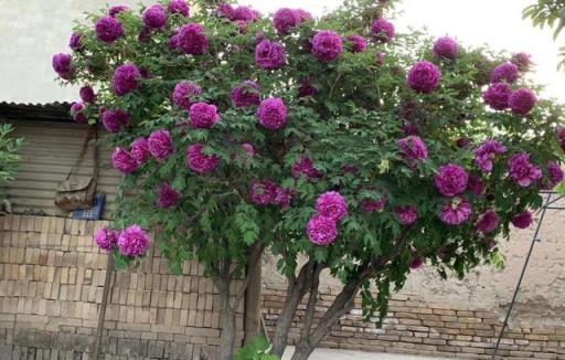 陽臺養牡丹花，有「一點」很重要，花大色豔，每年開花，富貴圓滿