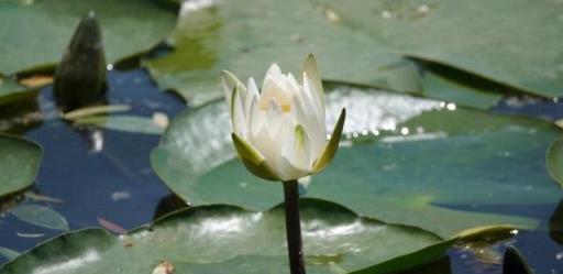 生如夏花，綻放美麗，夏天裡的水中女神——睡蓮