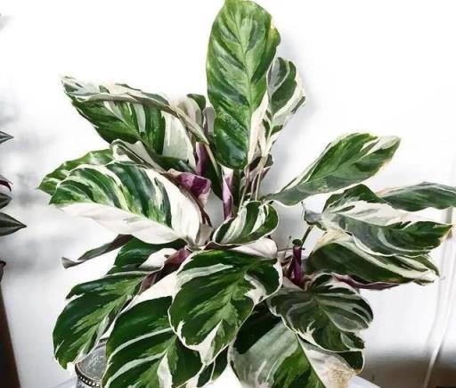 夏日清涼伴侶，4款大中型觀葉綠植推薦