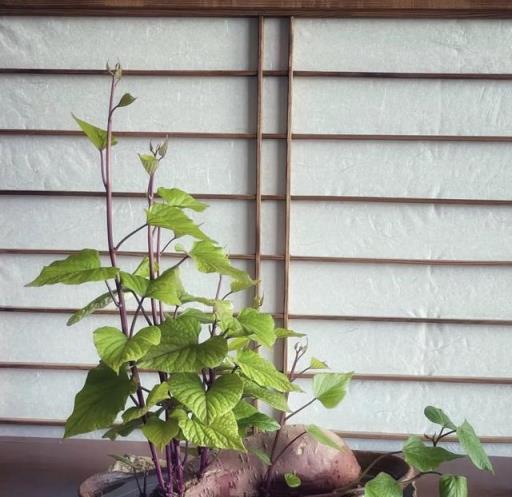 別花錢買3花了，這些「垃圾」扔水裡就是一個盆景，高階感爆盆