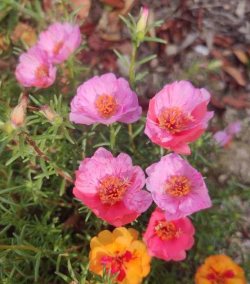 養太陽花，做好「1點」，開花明顯變多，花多色豔更美更旺更高雅