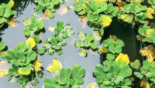 水生植物種子撒水裡，沾水就能冒芽嗎？