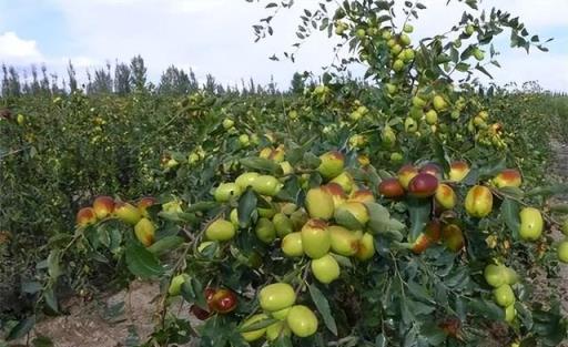 紅棗種植氣候條件及氣象服務措施