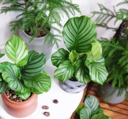 夏日清涼伴侶，4款大中型觀葉綠植推薦