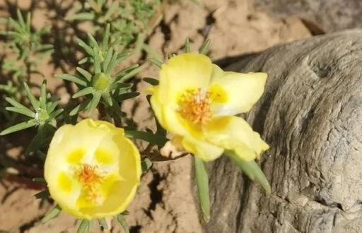 我的花草日記——記錄今天院子裡的太陽花，耐晒、耐熱、零維護