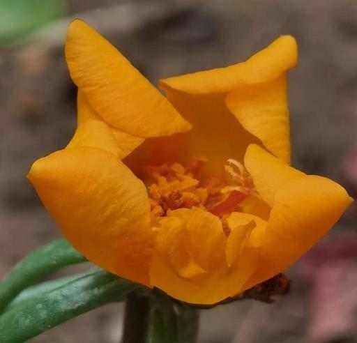 我的花草日記——記錄今天院子裡的太陽花，耐晒、耐熱、零維護