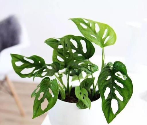 夏日清涼伴侶，4款大中型觀葉綠植推薦
