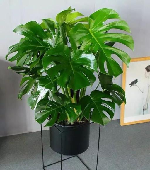 夏日清涼伴侶，4款大中型觀葉綠植推薦