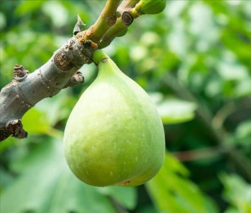 無花果樹的澆水寶典：正確的澆水方法詳解