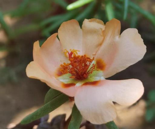 我的花草日記——記錄今天院子裡的太陽花，耐晒、耐熱、零維護