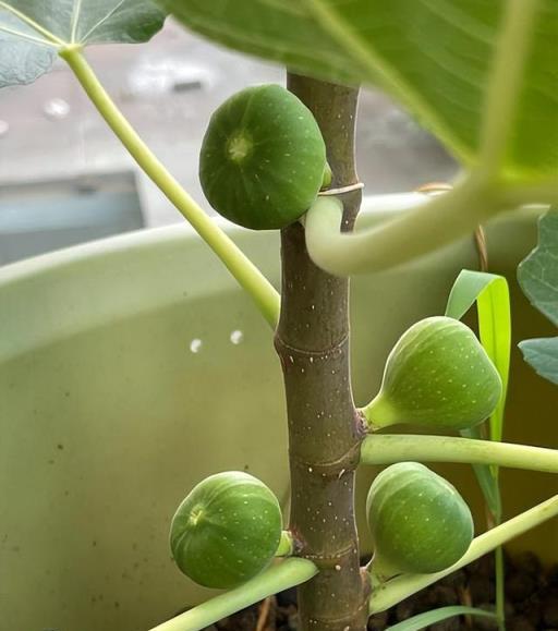 陽臺上能養「3種」水果，產量驚人，好多果子，長得很壯很好養