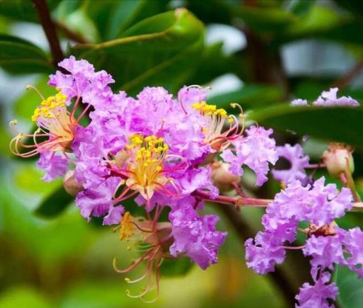 夏眠花木養護，如何讓「假死」植物在秋季重煥生機