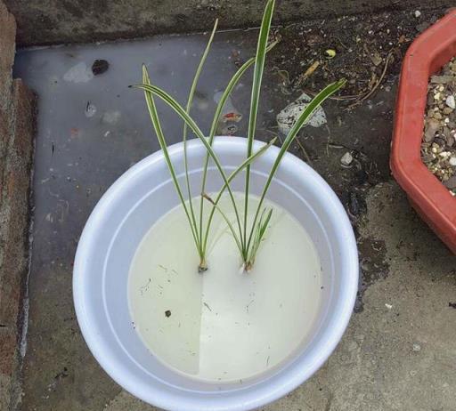 蘭花在夏季梅雨高溫季節要注意防腐，11個方法來預防兩腐