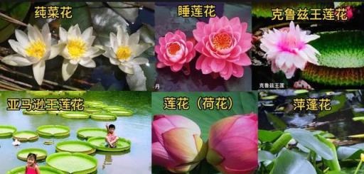 解答：蓮花（荷花），睡蓮花，王蓮花的鑑別；及主要珍品欣賞