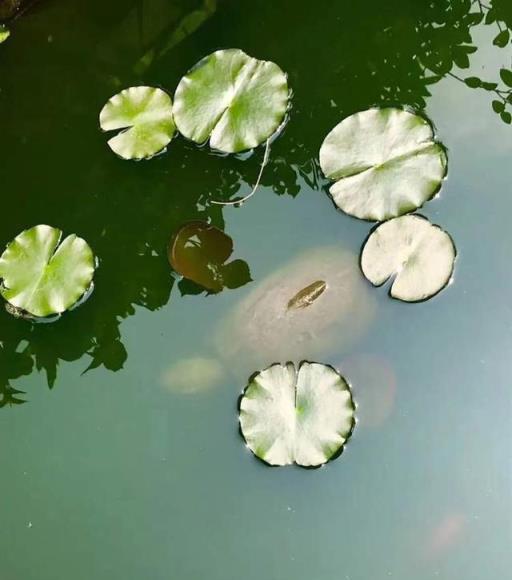 從一芽一葉一花中精準感受四季輪轉！這方錦繡庭院「萬物有靈」，神祕小龜主動來「投奔」 | 最美窗陽臺⑨