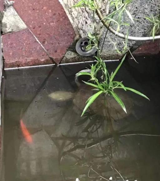 從一芽一葉一花中精準感受四季輪轉！這方錦繡庭院「萬物有靈」，神祕小龜主動來「投奔」 | 最美窗陽臺⑨