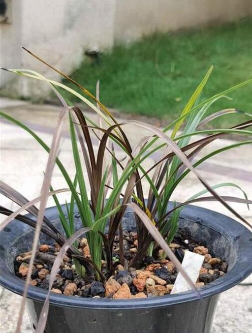 蘭花在夏季梅雨高溫季節要注意防腐，11個方法來預防兩腐