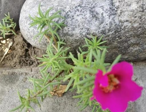 我的花草日記——記錄今天院子裡的太陽花，耐晒、耐熱、零維護