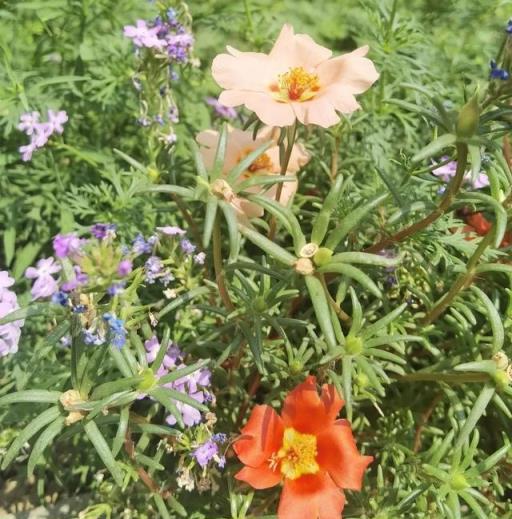 我的花草日記——記錄今天院子裡的太陽花，耐晒、耐熱、零維護