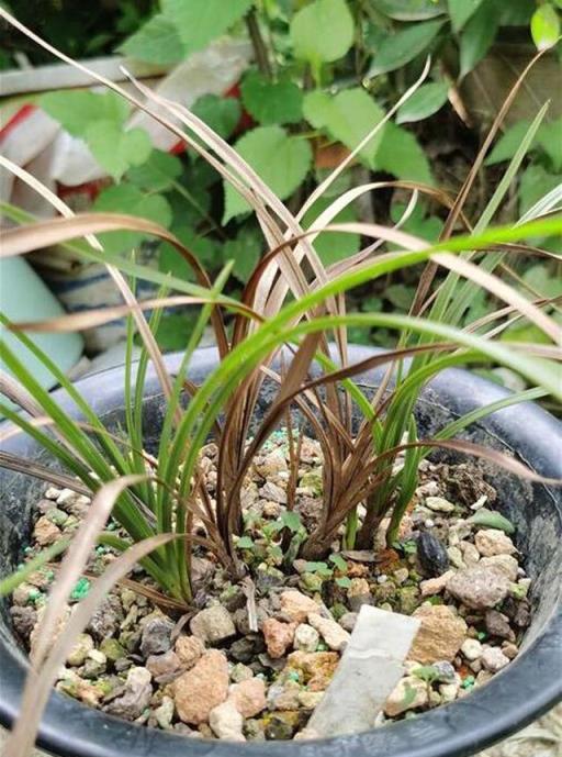 蘭花在夏季梅雨高溫季節要注意防腐，11個方法來預防兩腐