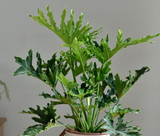 夏日清涼伴侶，4款大中型觀葉綠植推薦